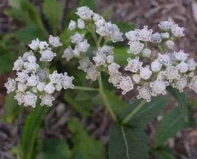 盤點以“雞”為名的植物 工業提取中的“雞”群奇觀