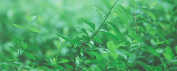 麻黃堿的植物來源與工業提取工藝